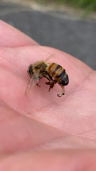 Apis mellifera