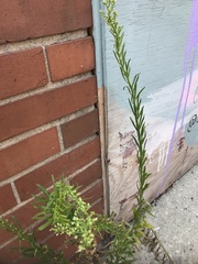 Erigeron canadensis