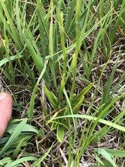 Spiranthes aestivalis