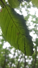 Aculops macrotrichus