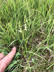 Spiranthes aestivalis
