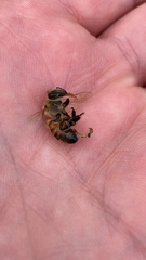 Apis mellifera