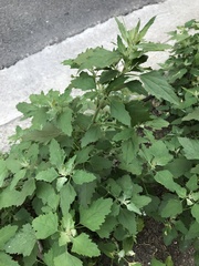 Chenopodium album