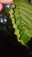 Aculops macrotrichus