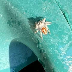 Phidippus adumbratus