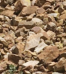 Marmota flaviventris