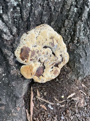 Pseudoinonotus dryadeus