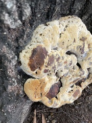 Pseudoinonotus dryadeus