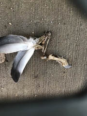 Columba livia domestica