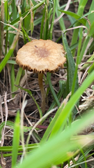 Agaricales