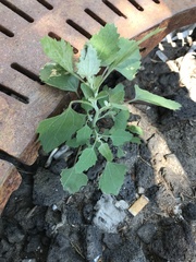 Chenopodium album