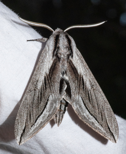 Vashti Sphinx photo 3