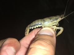 Procambarus vioscai