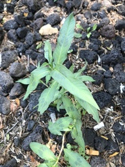 Persicaria maculosa
