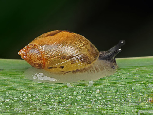 Didžioji gintarė nuotrauka