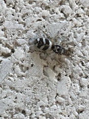 Salticus scenicus