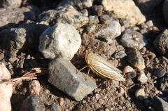 Athysanus argentarius