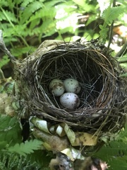 Setophaga caerulescens