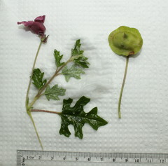 Dicerocaryum senecioides senecioides