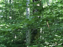 Setophaga caerulescens