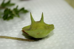 Dicerocaryum senecioides senecioides