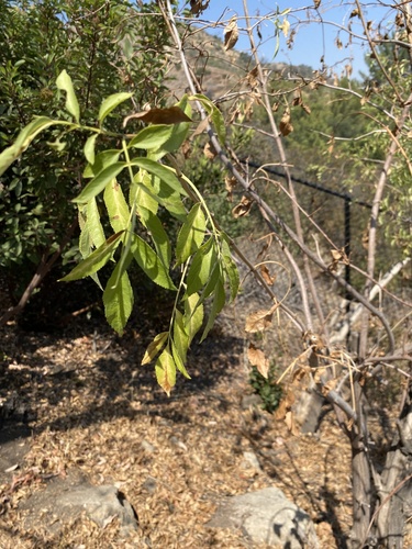 photo of California Ash (Fraxinus dipetala)
