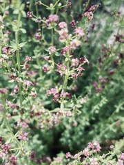 Galium wigginsii