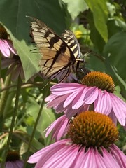 Papilio glaucus