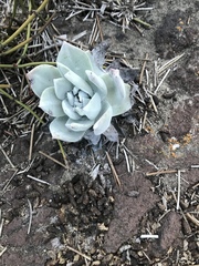 Dudleya anthonyi