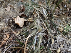 Encyclia adenocarpa