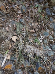 Encyclia adenocarpa