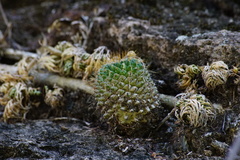 Mammillaria marksiana