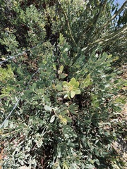 Arctostaphylos peninsularis