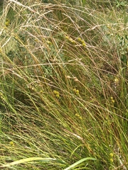 Carex molesta