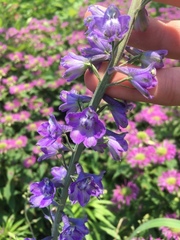 Delphinium exaltatum