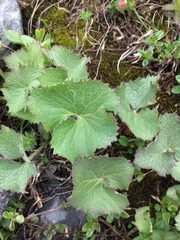 Adenostyles alliariae