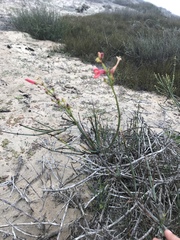 Gambelia juncea