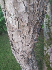 Magnoliopsida