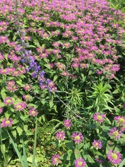 Delphinium exaltatum