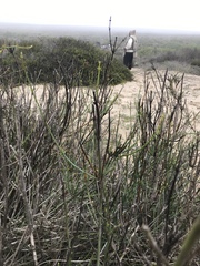 Gambelia juncea
