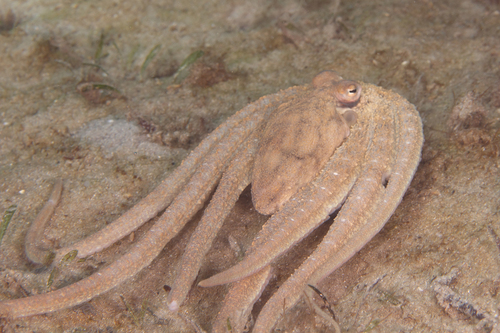 Representative image of Macrotritopus