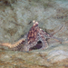 Atlantic Longarm Octopus - Photo (c) Kevin Bryant, some rights reserved (CC BY-NC-SA)