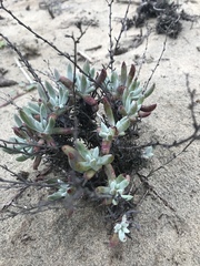 Dudleya attenuata