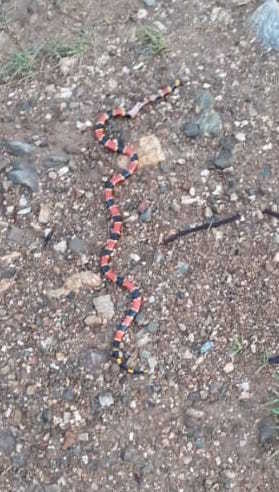 Oaxacan Coralsnake