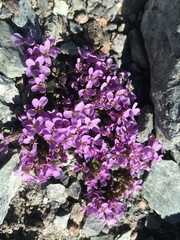 Noccaea corymbosa