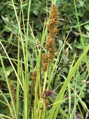Carex vulpina