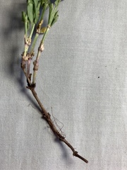 Galium serpenticum