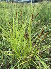 Carex vulpina