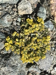 Draba hoppeana
