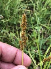 Carex vulpina
